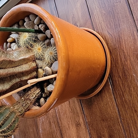 Cactus plant - Picture 3 of 3